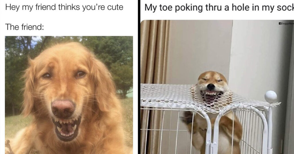40 Funny Doggie Memes And Pics To Help Canine Lovers Make It Until The ...