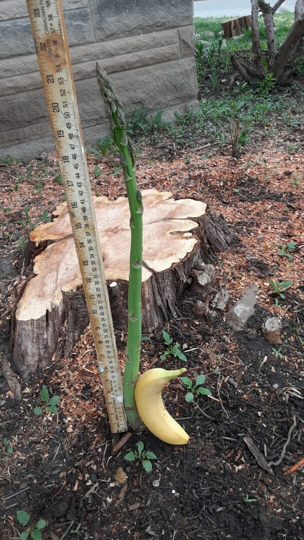 30 Gardeners Share The Disappointing Fruits (And Vegetables) Of Their Labor