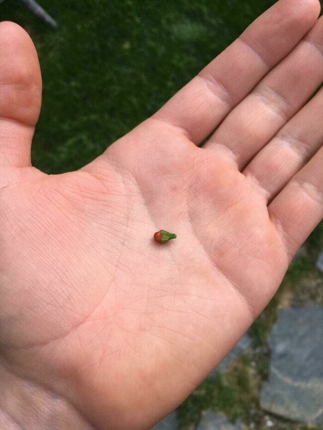 30 Gardeners Share The Disappointing Fruits (And Vegetables) Of Their Labor