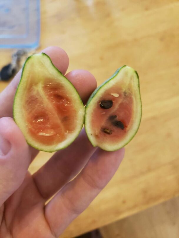 30 Gardeners Share The Disappointing Fruits (And Vegetables) Of Their Labor