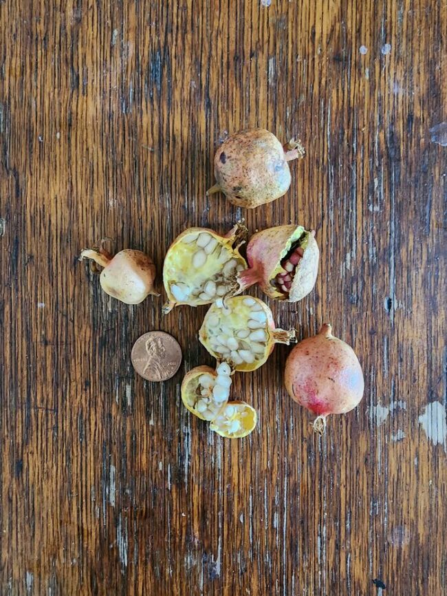 30 Gardeners Share The Disappointing Fruits (And Vegetables) Of Their Labor