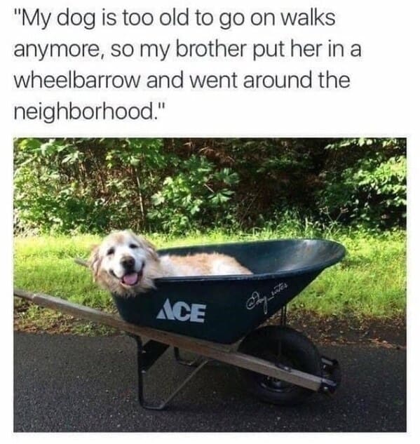 40 Funny Doggo Memes That Definitely Won't Make Your Day Worse, That's For Sure (July 13, 2023) - Jarastyle