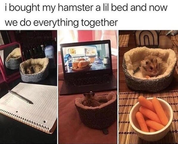 35+ Funny And Relatable Animal Memes To Carry You Through The Rest Of This Week (July 19, 2023) - Jarastyle