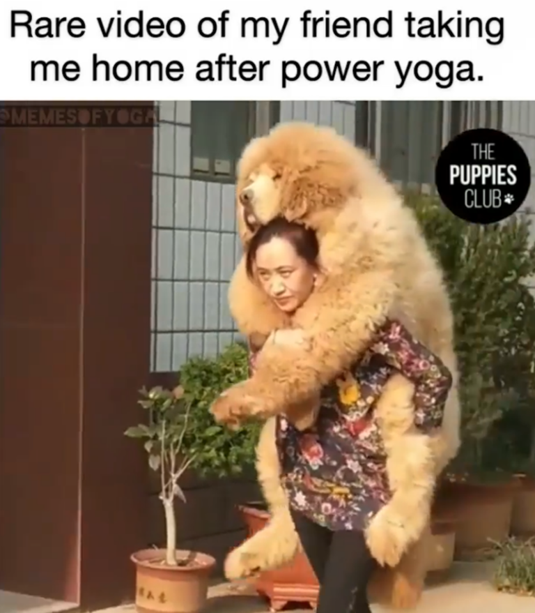 70 Funniest Yoga Memes To Give Your Sense of Humor A Deep Stretch And ...