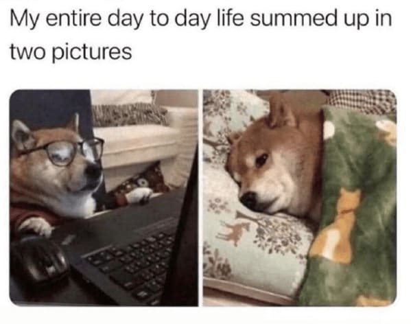 35+ Funny And Relatable Animal Memes To Carry You Through The Rest Of This Week (July 19, 2023) - Jarastyle