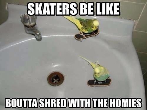 40+ Funny Skateboarding Memes That Totally Grind The Humor Rails - Jarastyle