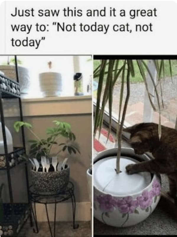 A Whisker-Licking Compilation Of Cat Vs Plant Memes - Jarastyle