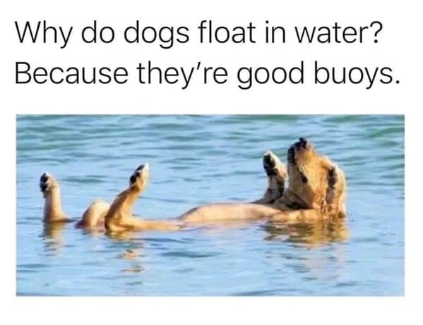 35+ Dog Memes For A Pawfect Morning Mood Boost - Jarastyle