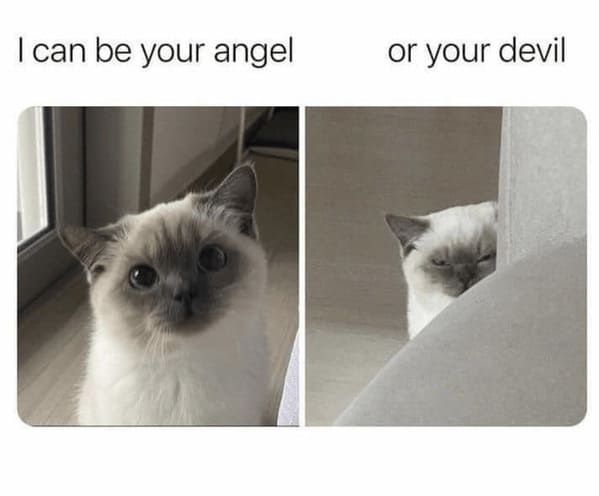 40 Purrfectly Funny Cat Memes To Hold You Over Until Caturday - Jarastyle