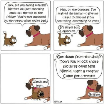 Arrtist's Hilarious Cat Comics Capture The Funny And Relatable Sides Of