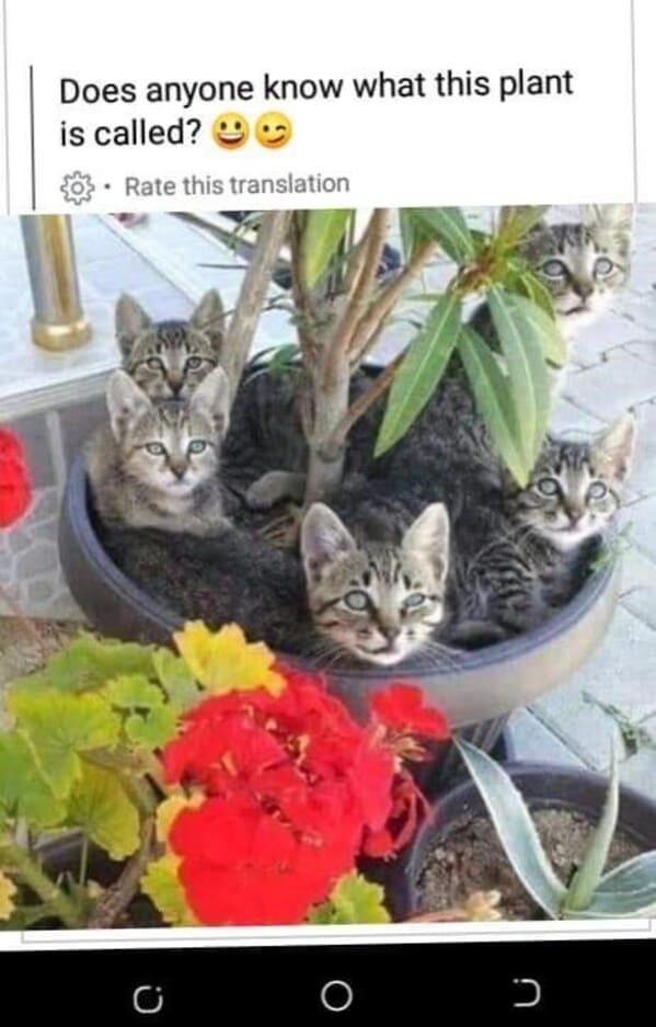 A Whisker-Licking Compilation Of Cat Vs Plant Memes - Jarastyle