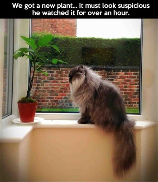 A Whisker-Licking Compilation Of Cat Vs Plant Memes - Jarastyle