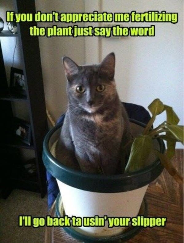 A Whisker-Licking Compilation Of Cat Vs Plant Memes - Jarastyle