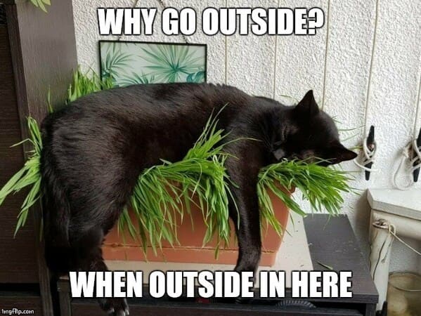 A Whisker-Licking Compilation Of Cat Vs Plant Memes - Jarastyle