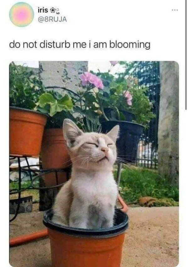 A Whisker-Licking Compilation Of Cat Vs Plant Memes - Jarastyle