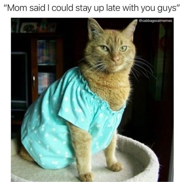 40 Funny Cat Memes Every Feline Owner Can Laugh At Right Meow (August 8,  2023)