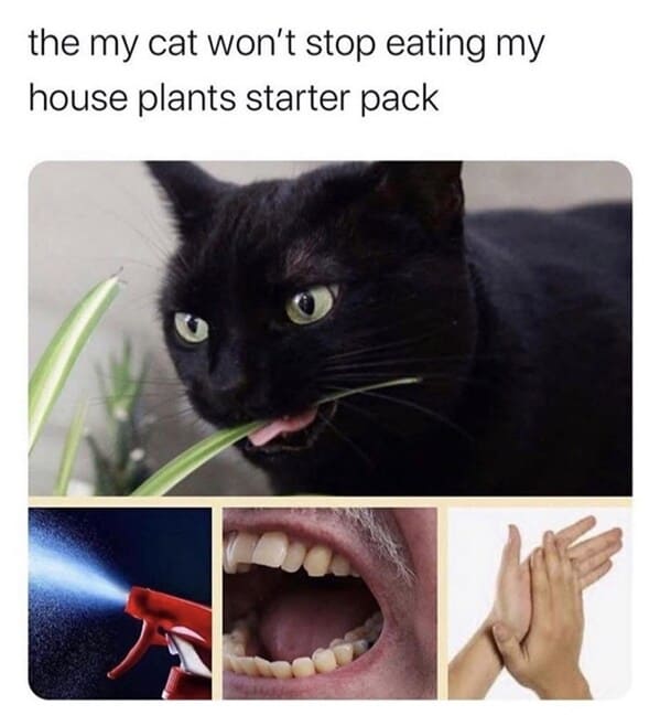 A Whisker-Licking Compilation Of Cat Vs Plant Memes - Jarastyle