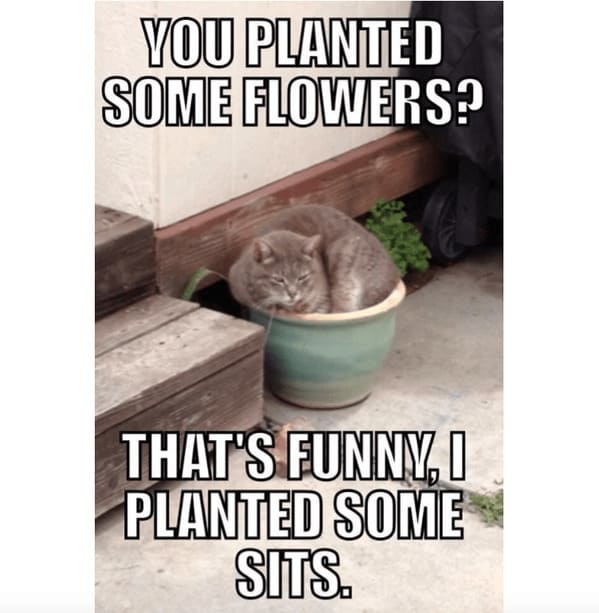 A Whisker-Licking Compilation Of Cat Vs Plant Memes - Jarastyle