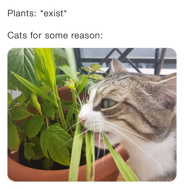 A Whisker-Licking Compilation Of Cat Vs Plant Memes - Jarastyle