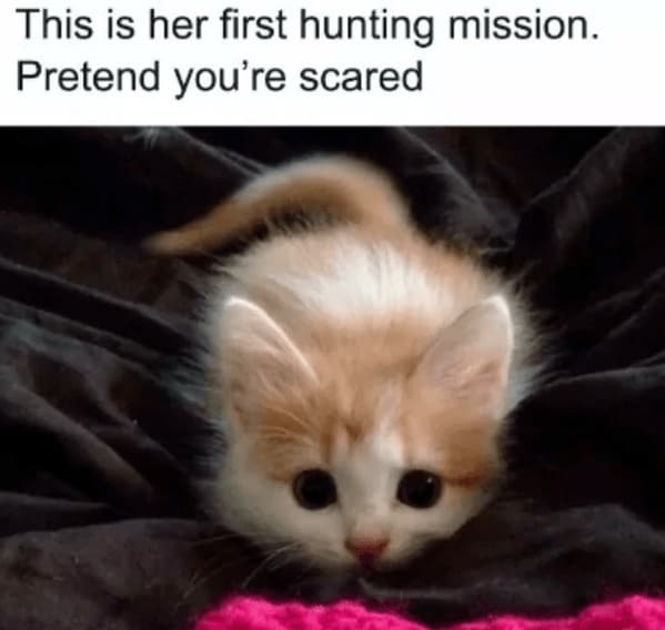 40 Purrfectly Funny Cat Memes To Hold You Over Until Caturday - Jarastyle