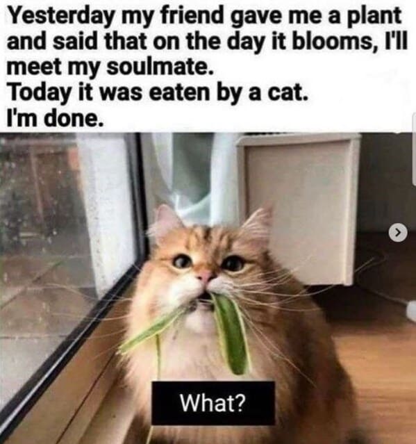 A Whisker-Licking Compilation Of Cat Vs Plant Memes - Jarastyle