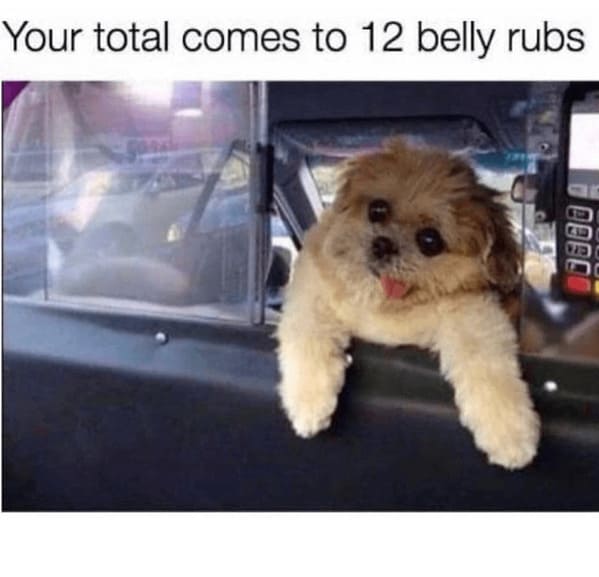 40 Funny Doggo Memes To Make You Smile Today (August 10, 2023) - Jarastyle