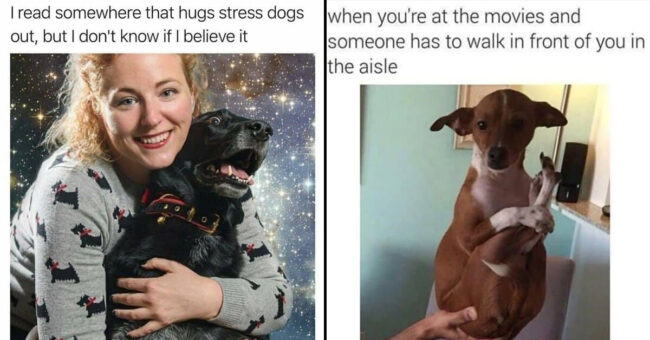 40+ Hilarious Animal Memes To Brighten The Start Of Your Workweek ...