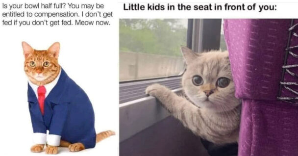 40 Funny Cat Memes Every Feline Owner Can Laugh At Right Meow