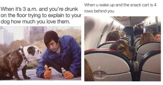 40 Funny Doggo Memes To Make You Smile Today (August 10, 2023)