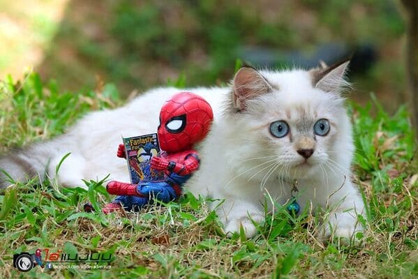 Baby Spidey's Whimsical Journeys With Furry Friends: 30 Photos By ...