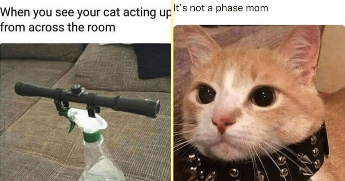 40 Funny Cat Memes Every Feline Owner Can Laugh At Right Meow