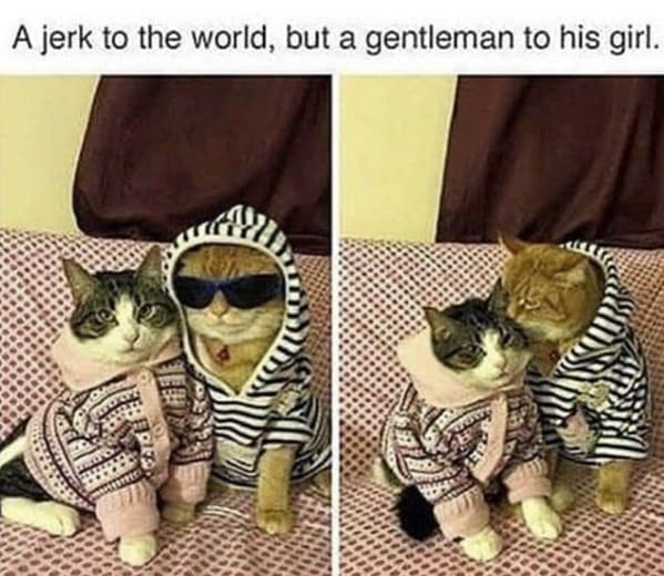 40 Purrfectly Funny Cat Memes To Hold You Over Until Caturday - Jarastyle