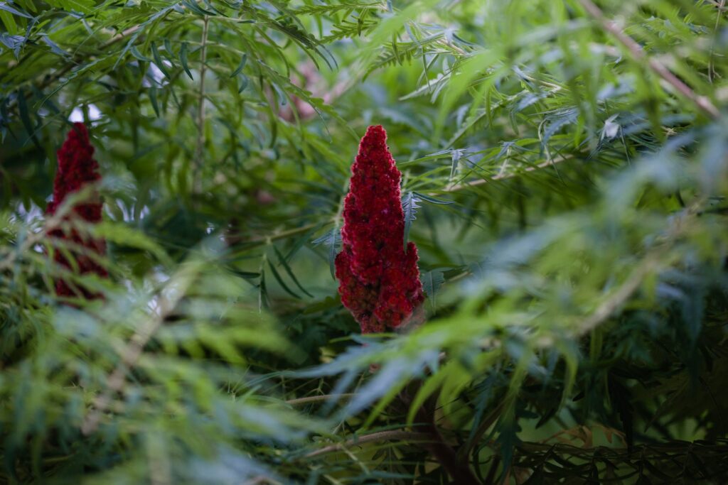 Close-up of a Staghorn Sumac