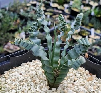 45 Beautifully Interesting And Unique Plants That Look Like They're ...