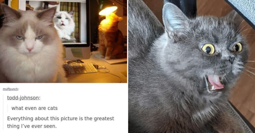 40 Hissterical Cat Memes And Pictures To Boost Your Mood Today ...