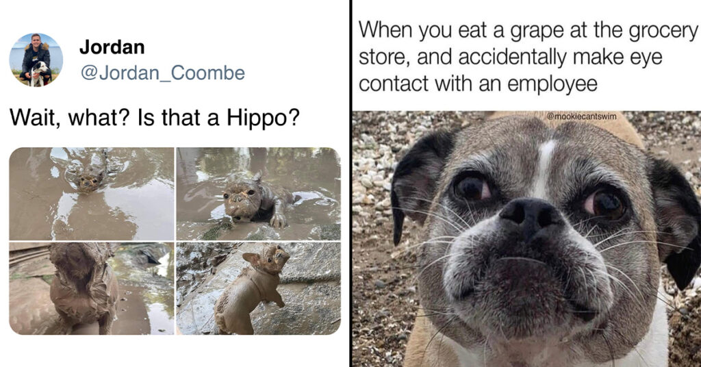 Dog Memes Funny Wholesome 1024x536 