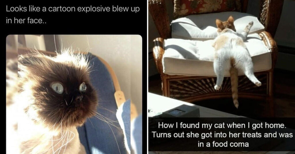 Funny Cat Memes Pics 1024x536 