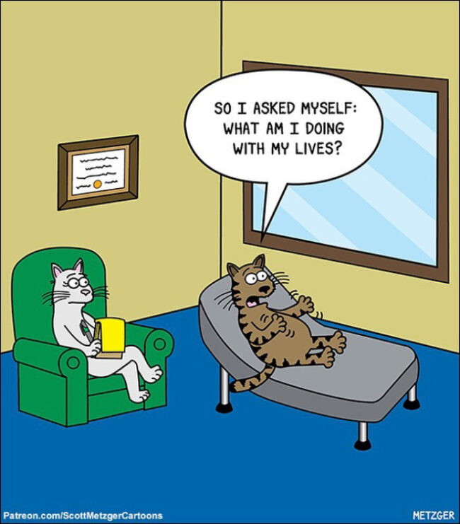 37 Funniest Single-Panel Comics About Cats And Other Silly Situations ...