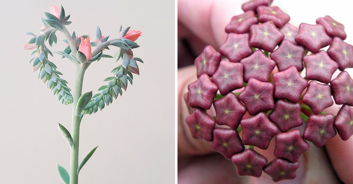 45 Beautifully Interesting And Unique Plants That Look Like They