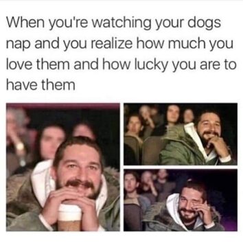 40 Pawsitively Hilarious And Wholesome Dog Memes To Brighten Your Day ...