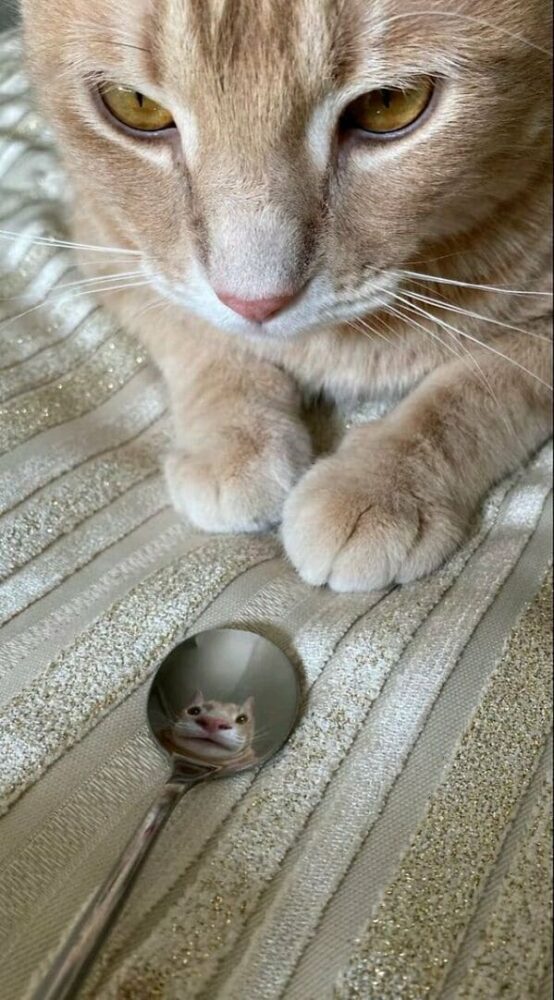 40 AwwWorthy Feline Pictures That Settle The Dog Vs. Cat Debate Once