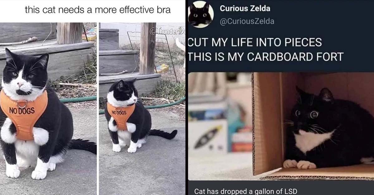 20 Funny Cat Memes for Funny Cat Friday » Cat Care Solutions