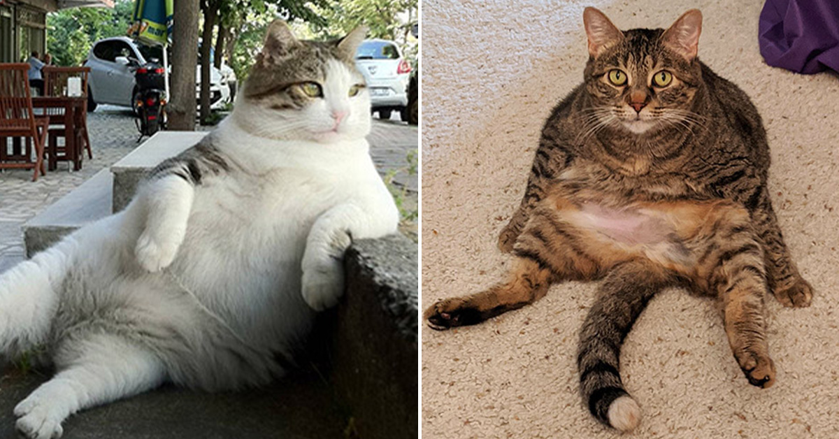 20+ Funny Pictures Of Cats Sitting Like Humans