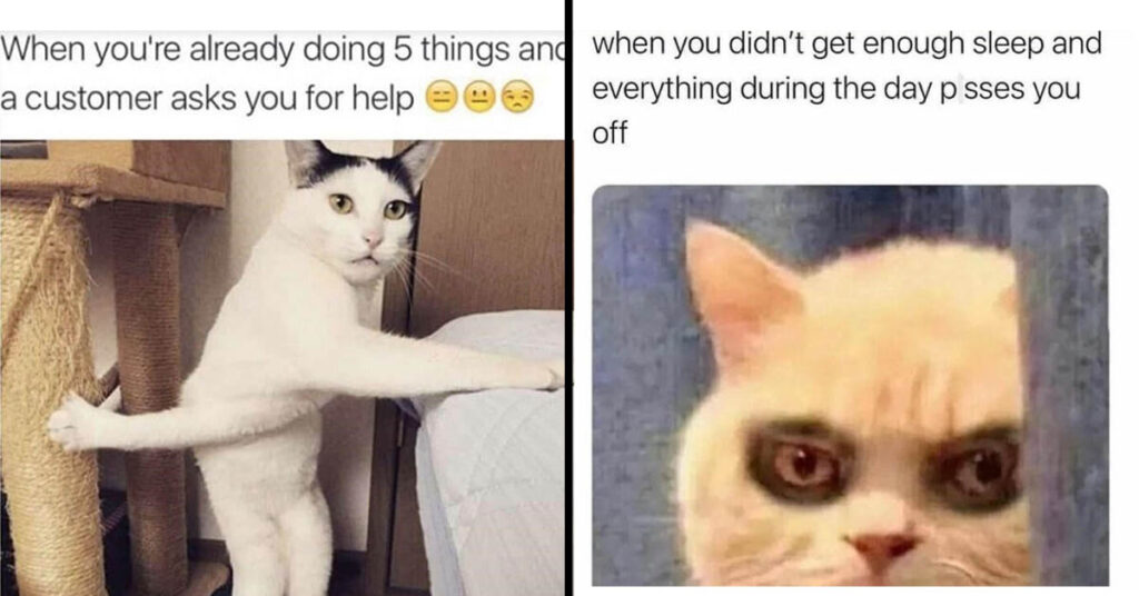 45 Purrfectly Relatable Cat Memes To Wrap Up Your Week With Laughter ...