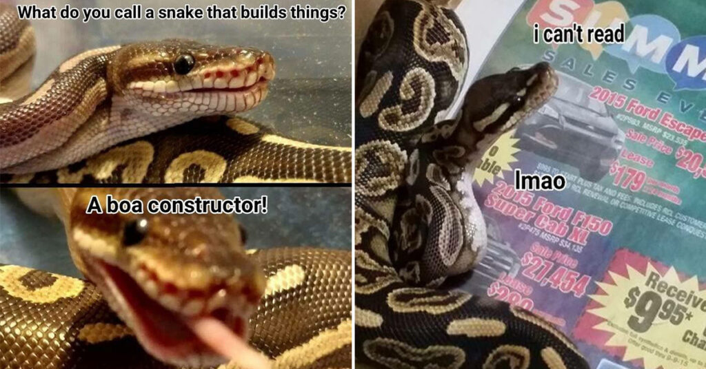 30+ Hissterical Reptile Memes That Will Make You Slither With Laughter