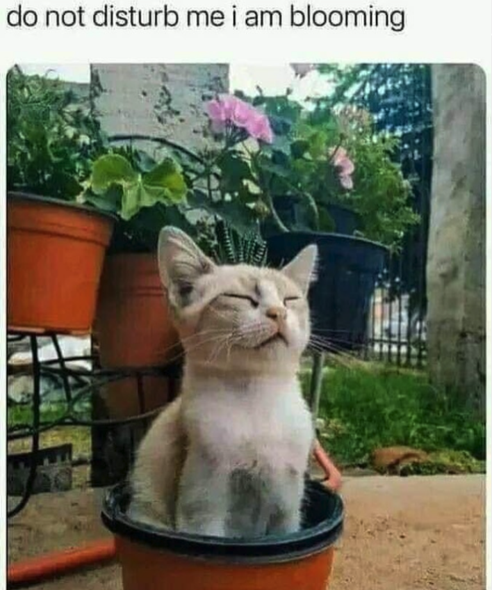 40 Funny Plant Memes For Our Green Thumb Friends Who Won't Shut Up ...