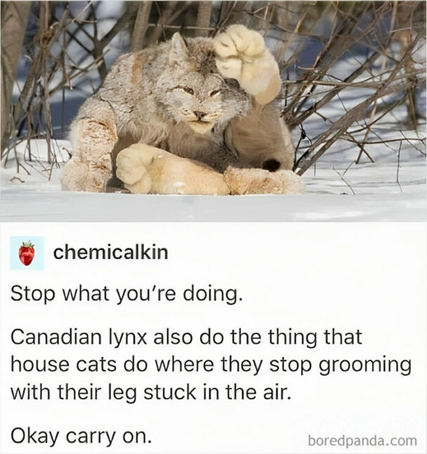 40 Hilariously Canadian Memes From The Friendly Folks Up North
