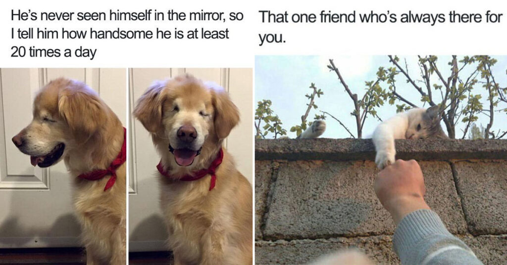 40 Funny And Wholesome Animal Memes To Get You Over The Midweek Hump ...