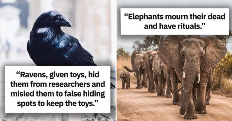 35 Wholesome Animal Facts That Will Warm Your Heart