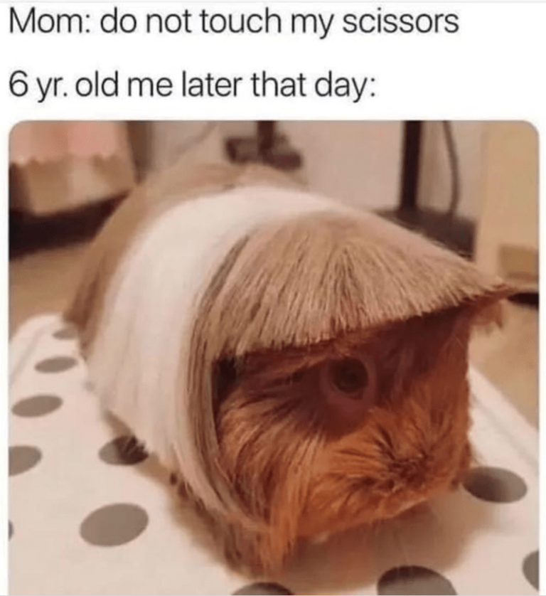 Work Week Animals 50 Wholesome Animal Pictures And Memes To Start Your Post-Thanksgiving ...